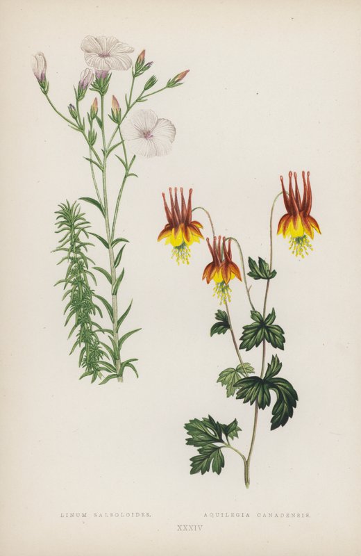 Linum Salsoloides; Aquilegia Canadensis - English School