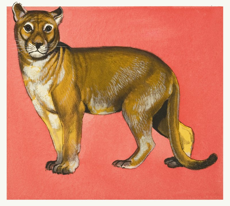 Lionne - English School