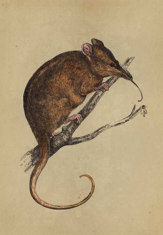 Tarsier à long museau - English School