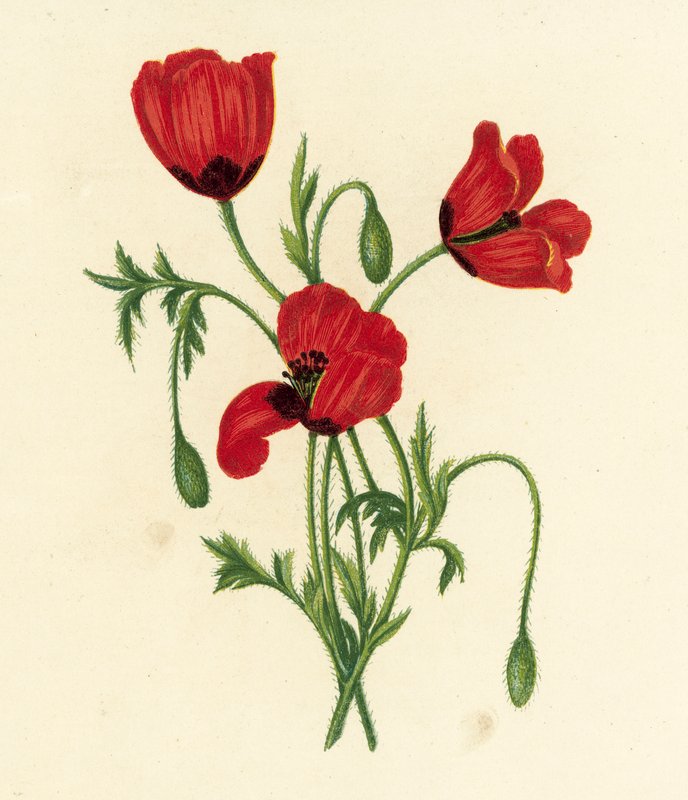 Pavot argémone, Papaver Argemone - English School