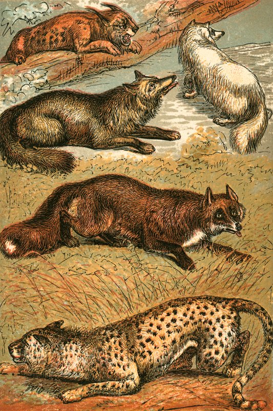 Lynx, Renard croisé, Renard arctique, Renard commun et Guépard - English School