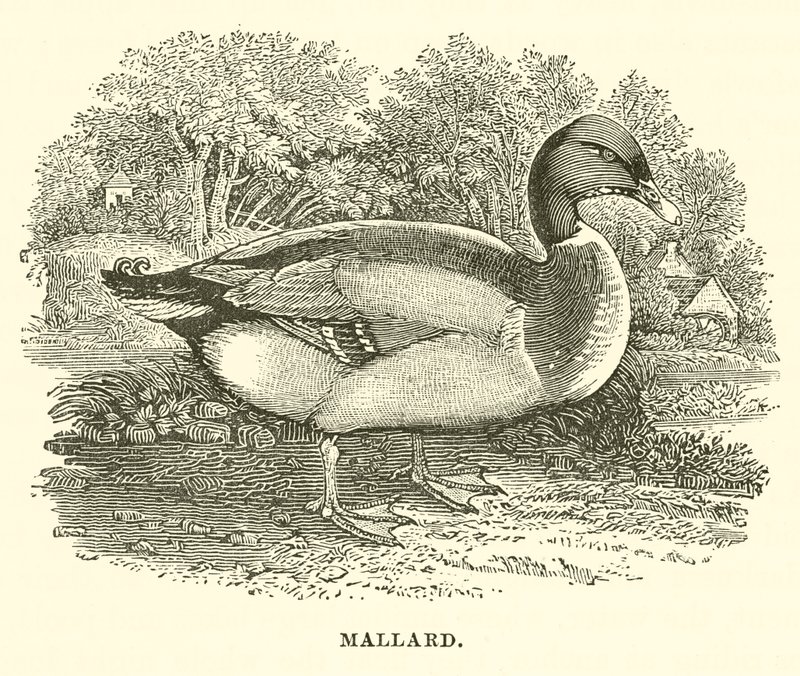 Canard colvert (gravure) - English School