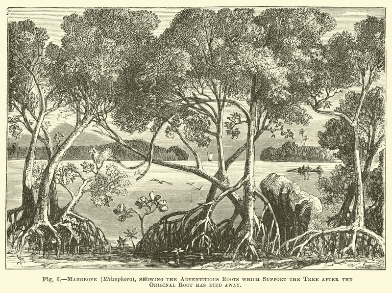 Mangrove (Rhizophora), montrant les racines adventives qui soutiennent l