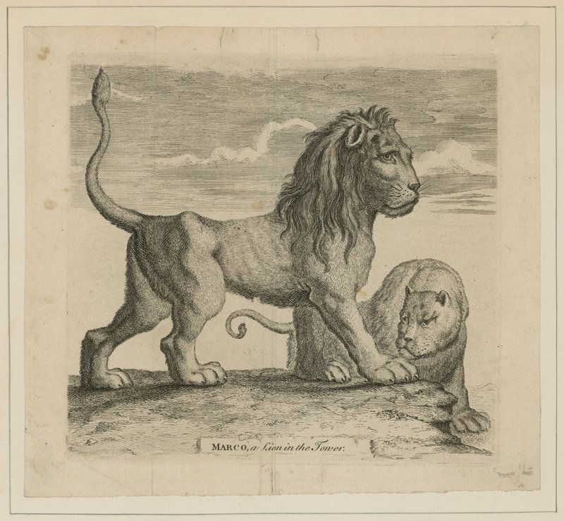 Marco, un lion dans la Tour de Londres - English School