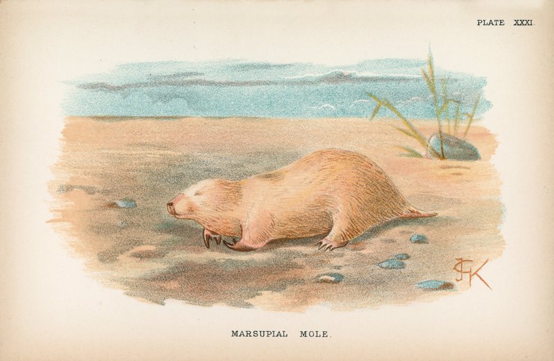 Taupe marsupiale - English School