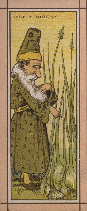 Illustration de menu : Sauge et oignons - English School