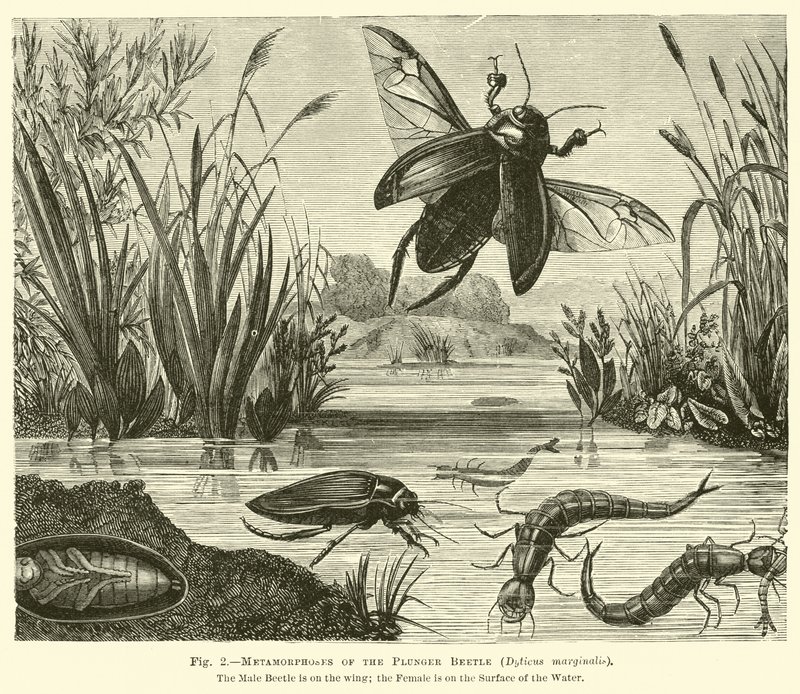 Métamorphoses du coléoptère plongeur, Dyticus marginalis - English School