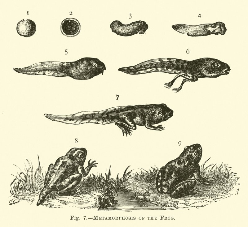 Métamorphose de la grenouille - English School