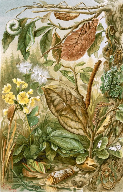 Mimétisme chez les insectes - English School