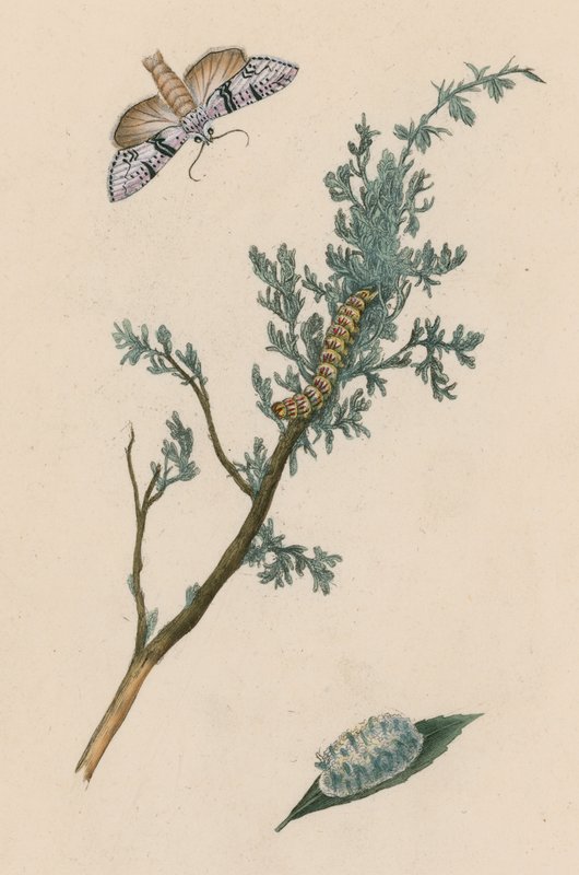 Papillon, chenille et chrysalide - English School