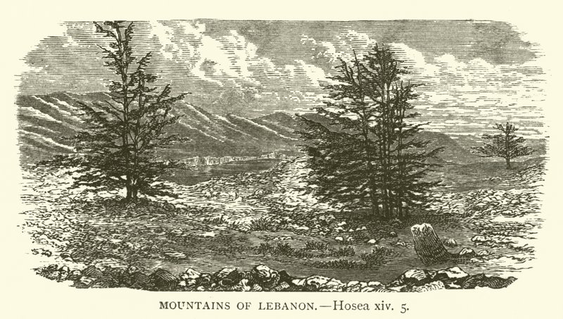 Montagnes du Liban, Osée, xiv, 5 - English School