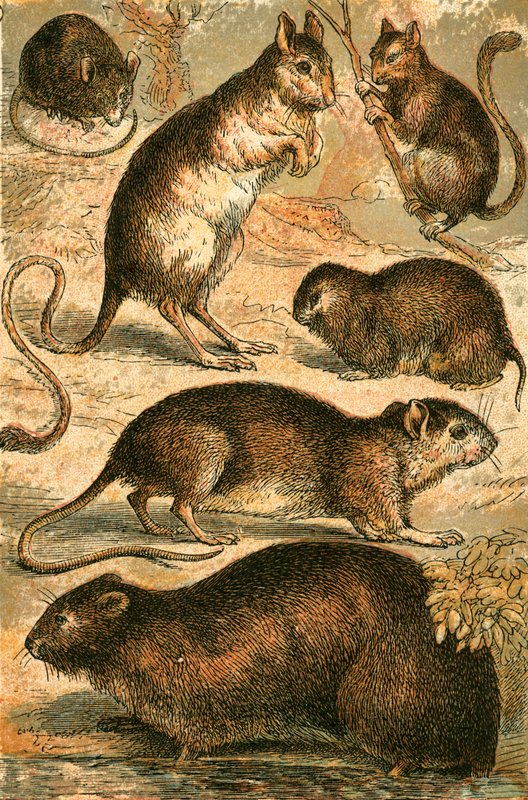 Souris, Gerboise, Rat, Rat musqué, Loir et Souris des champs - English School