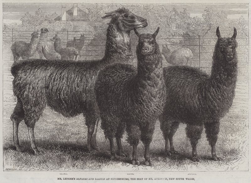 Les alpagas et lamas de M. Ledger à Sophienburg, la résidence de M. Atkinson, Nouvelle-Galles du Sud (gravure) - English School