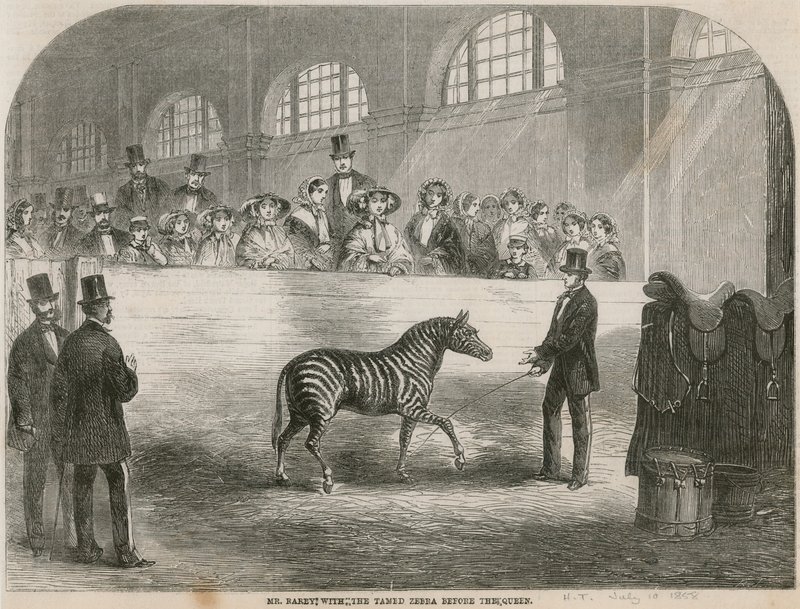 M. Rarey avec le zèbre apprivoisé devant la Reine - English School