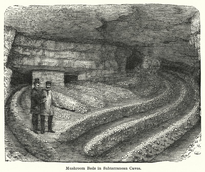 Couches de champignons dans des grottes souterraines (gravure) - English School