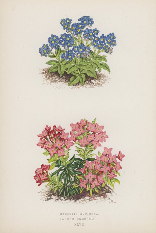 Myosotis Rupicola; Daphne Cneorum - English School