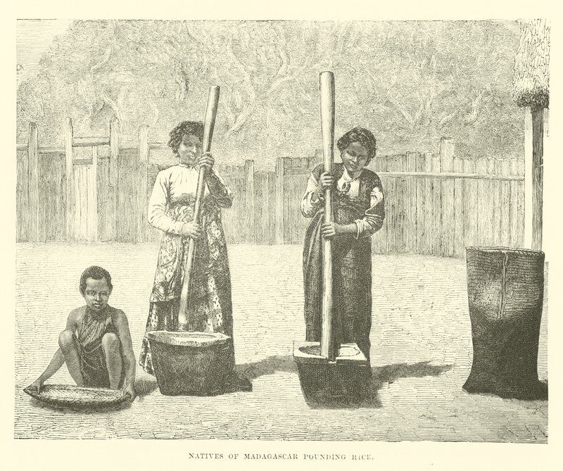 Natifs de Madagascar pilant du riz - English School