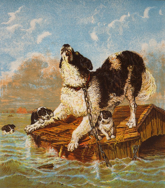 Chien Terre-Neuve et chiots en péril - English School