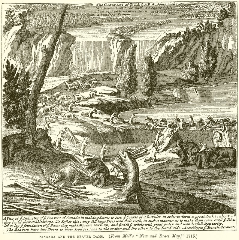 Niagara et les barrages de castors - English School