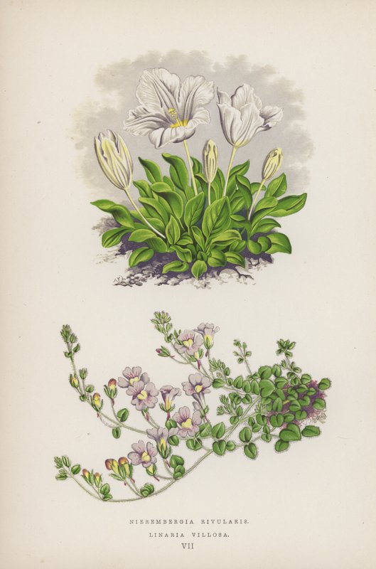 Nierembergia Rivularis; Linaria Villosa - English School