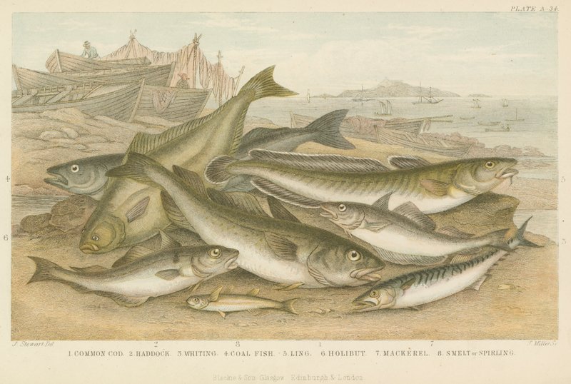Poissons de l