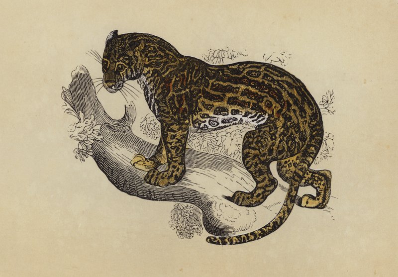 Ocelot - English School