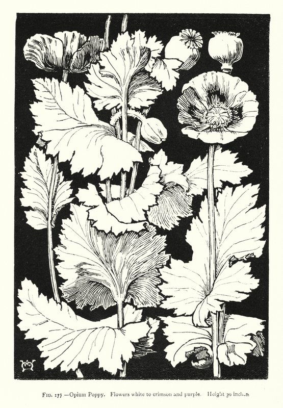 Pavot à opium ; Fleurs blanches à cramoisies et violettes ; Hauteur 30 pouces - English School