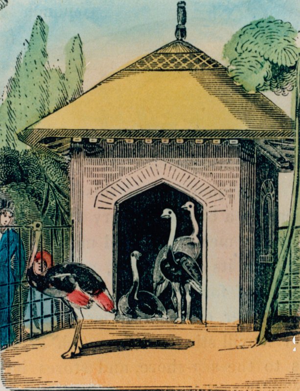 Maison des autruches et émeus au zoo de Londres. Années 1840 - English School