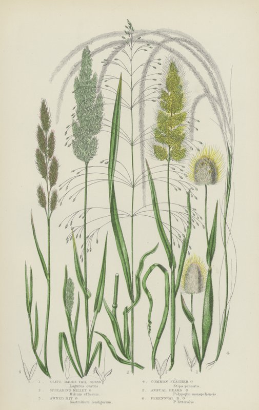Herbe à queue de lièvre, millet étalé, nit herbe, stipe commune - English School