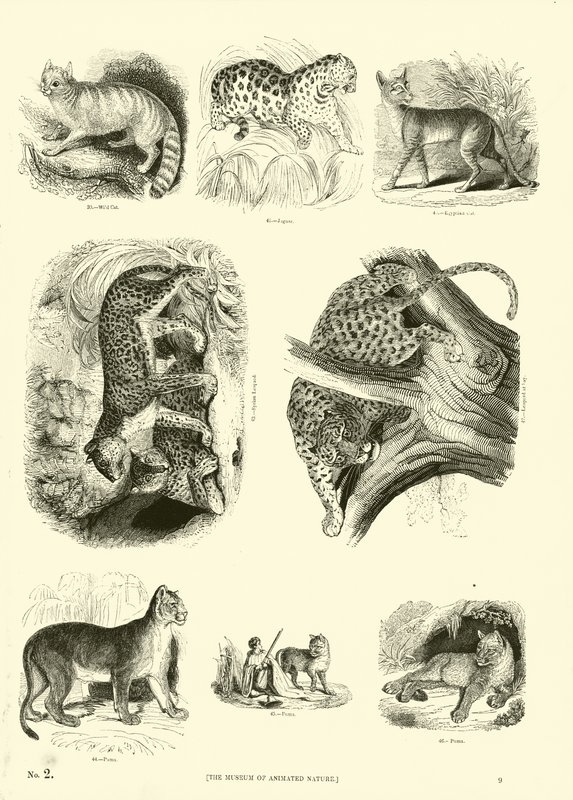 Page du Musée Pictural de la Nature Animée - English School