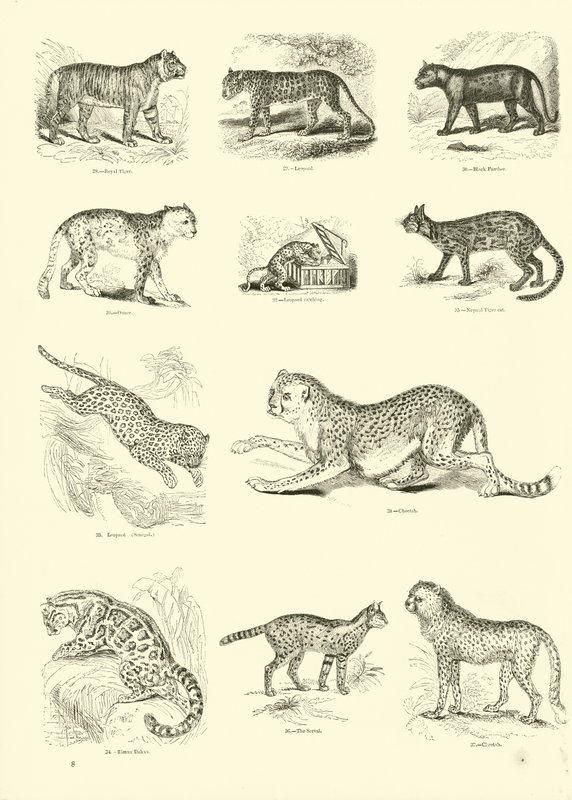 Page du Musée Pictural de la Nature Animée - English School