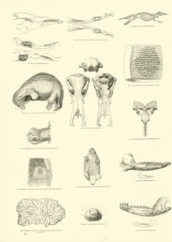 Page du Musée Pictural de la Nature Animée - English School