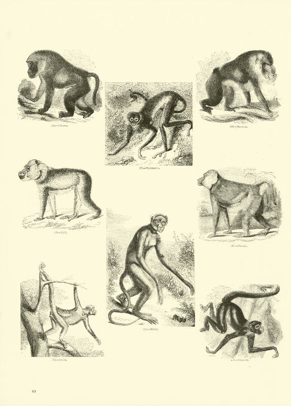 Page du Musée Pictural de la Nature Animée - English School