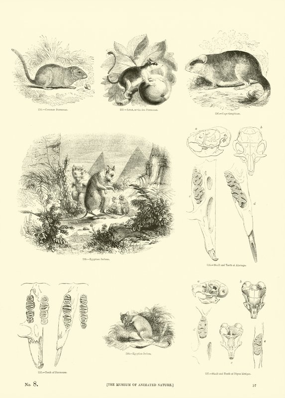 Page du Musée Pictural de la Nature Animée - English School