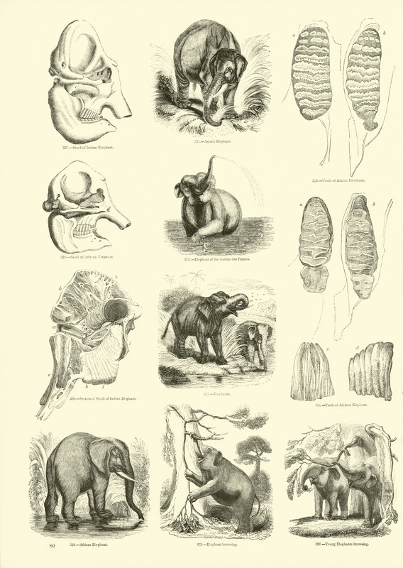 Page du Musée Pictural de la Nature Animée - English School