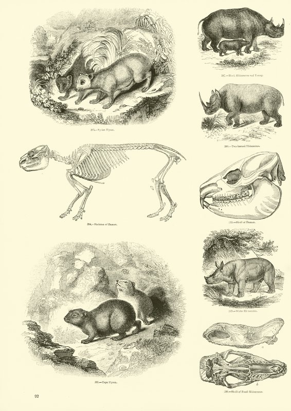 Page du Musée Pictural de la Nature Animée - English School