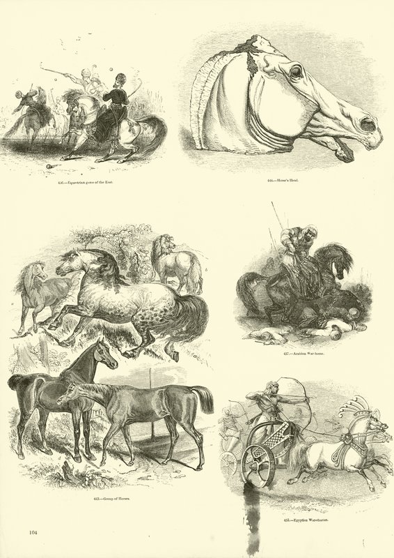 Page du Musée Pictural de la Nature Animée - English School