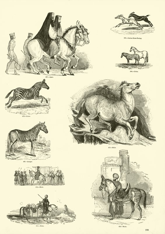 Page du Musée Pictural de la Nature Animée - English School