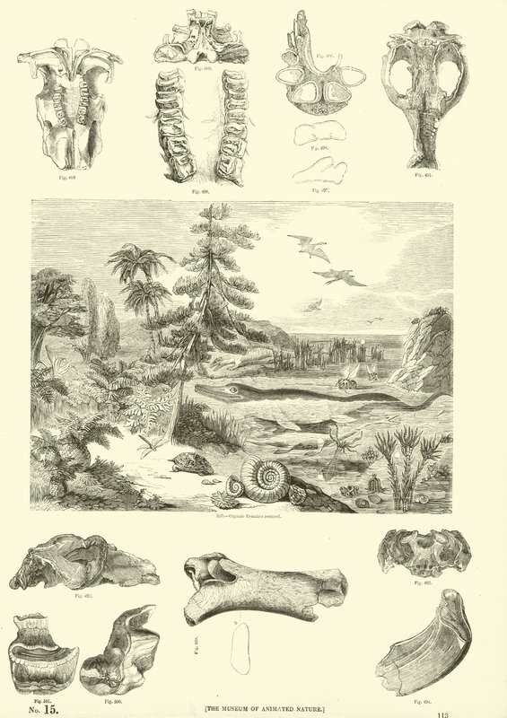 Page du Musée Pictural de la Nature Animée - English School