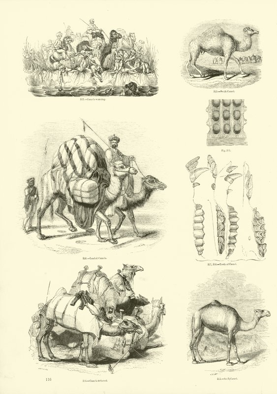 Page du Musée Pictural de la Nature Animée - English School
