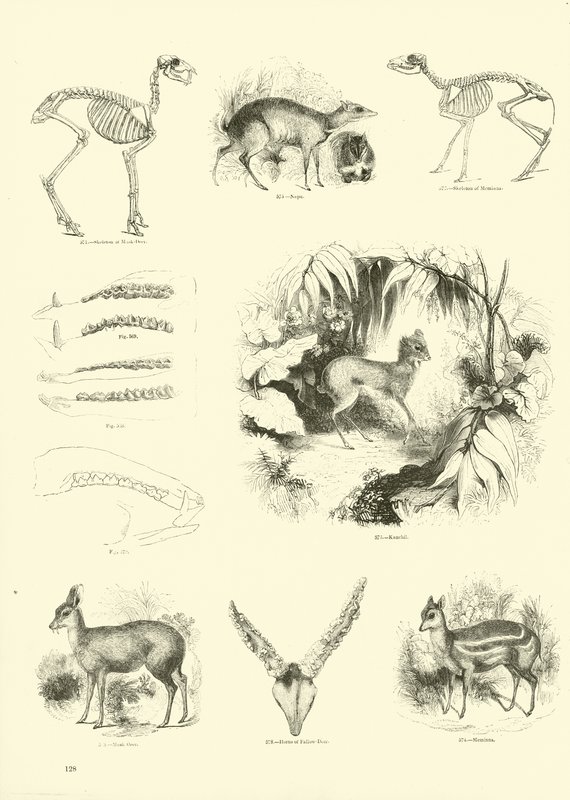 Page du Musée Pictural de la Nature Animée - English School
