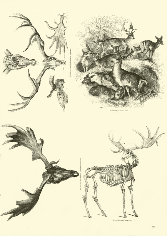 Page du Musée Pictural de la Nature Animée - English School