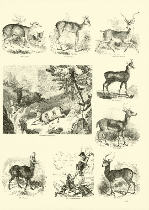 Page du Musée Pictural de la Nature Animée - English School