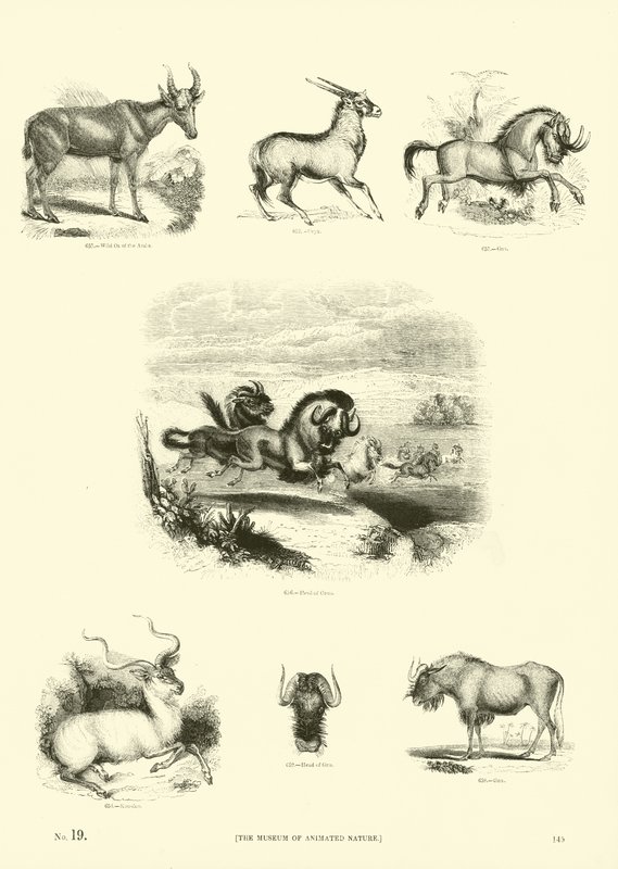 Page du Musée Pictural de la Nature Animée - English School