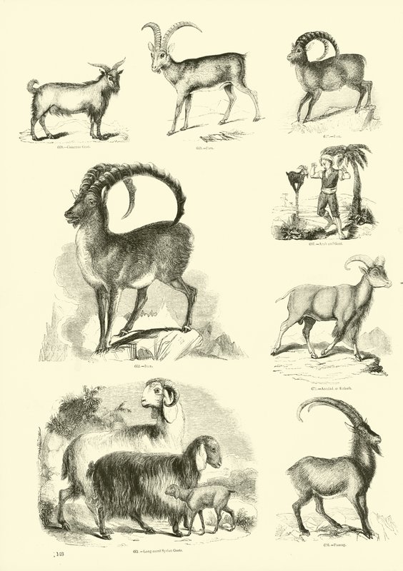 Page du Musée Pictural de la Nature Animée - English School