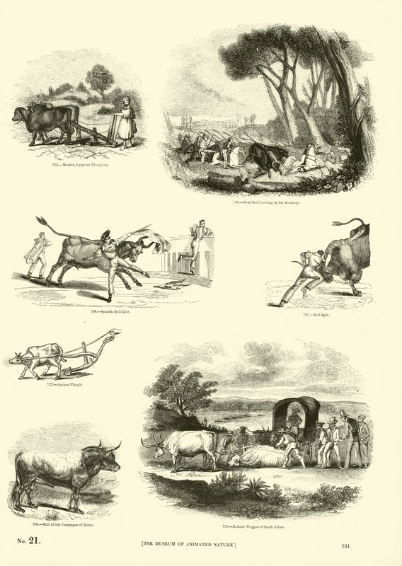Page du Musée Pictural de la Nature Animée - English School