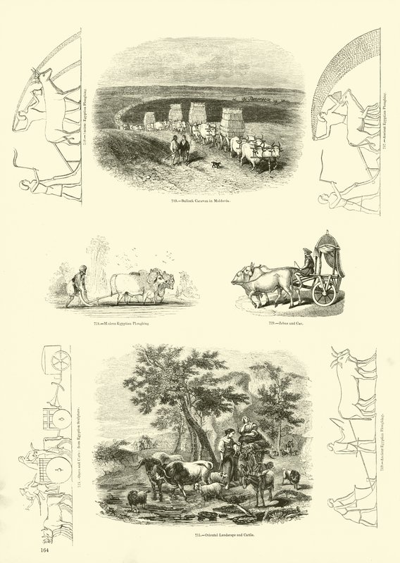 Page du Musée Pictural de la Nature Animée - English School
