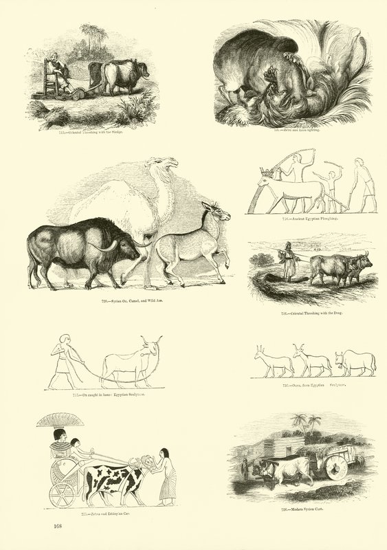 Page du Musée Pictural de la Nature Animée - English School