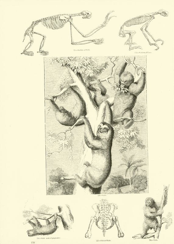 Page du Musée Pictural de la Nature Animée - English School