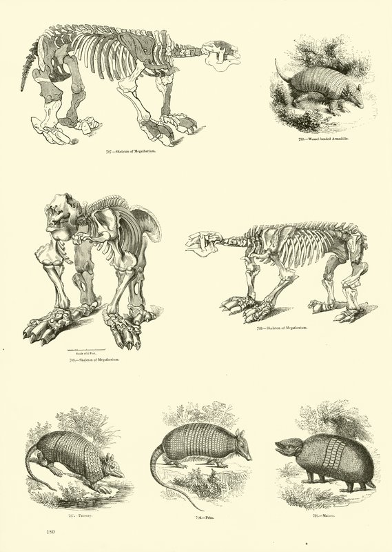 Page du Musée Pictural de la Nature Animée - English School